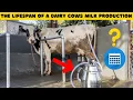 How Long Do Cows Produce Milk Science Behind Dairy Capacity of A Cow - Dairy Farm Fatcs