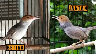 prenjak betina vs prenjak jantan ampuh dongkrak emosi burung macet bunyi