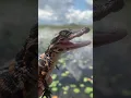 Baby gator calls for nearby mama