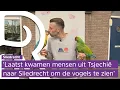 Download Lagu Papegaaien vliegen door de straten in Sliedrecht