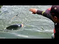 Download Lagu Inilah Rekor Terbaru Mancing ikan Nila Liar di sungai tercepat di dunia plung haup Dor