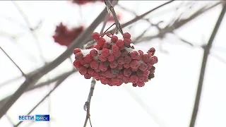 «Вести Омск», утренний эфир от 9 февраля 2023 года