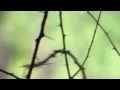 Download Lagu Grey-headed Canary Flycatcher