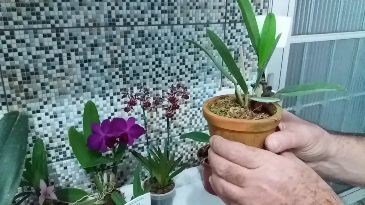 SEMENTES DE ORQUÍDEA RETIRADA DE CÁPSULA