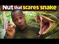 Lagu NUT THAT SCARES SNAKE
