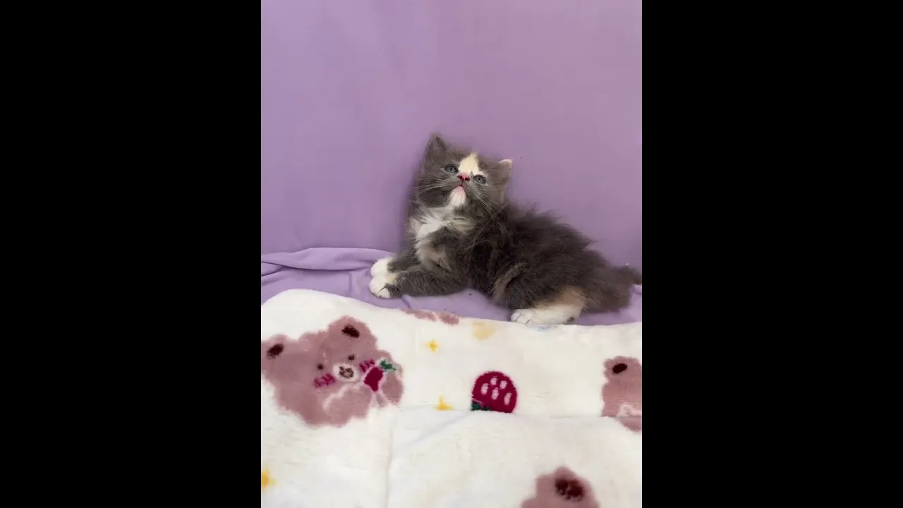動画