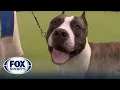Trouble the American Staffordshire wins the WKC Terrier Group Westminster Kennel Club