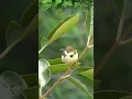 Download Lagu Suara prenjak lumut/ciang ciang #birds #suaraburung #birdsong