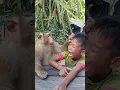 Download Lagu Geweldige SokYaa, OG, ToTo-dieren zijn zo geweldig #shorts