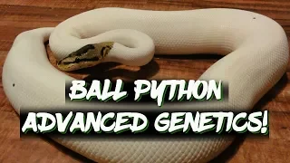 Ball Python Advanced Genetics