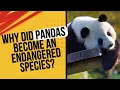 Why Did Pandas Become an Endangered Species Facts about Pandas