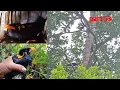 Download Lagu mikat burung beo di pagi hari poin burung tua joss