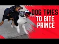 People and dog reactive Aussie