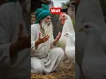 Download Lagu Don't Judge Too Quickly | The Pigeon and the Hen 😢 | #shorts #hen #pigeon
