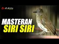 Download Lagu MASTERAN SIRI SIRI GACOR TEMBAKAN RAPET SANGAT COCOK BUAT MATERI GESEKAN