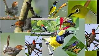 Download Suara pikat burung kombinasi sogo,kolibri,prenjak atas, kamande,pleci MP3
