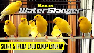 Download Mengenal KENARI WATERSLANGER jenis burung kenari penyanyi yang memiliki ciri khas suara yang unik MP3