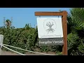 The Ancient Vines of Antioch CA - Evangelho Vineyards