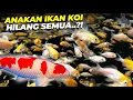 Download Lagu DIBALIK KABAR BAIK ADA KABAR DUKA DARI IKAN KOI DEHAKIMS..!!