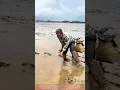 U-Fork Eel Capture : Rotational Technique in Coastal Silt
