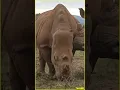 Download Lagu Wild Safari Duo: Rhino \u0026 Giraffe Share the Same Habitat! 🦏🦒 [Shorts]