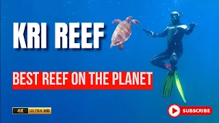 The Most Beautiful Reef on The Planet | KRI REEF | Raja Ampat