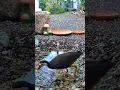 Download Lagu White Breasted WATERHEN Bird hunting call 🦢