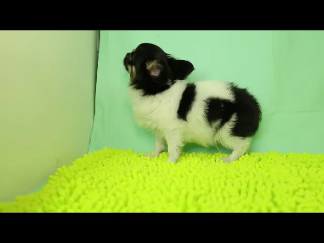 動画