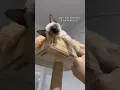 pov you adopted a siamese cat tofu the siamese cat
