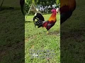 Mclean Hatch and it s origin