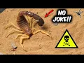 Download Lagu These SCORPIONS are Truly DEADLY!