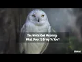 The White Owl Meaning What Does It Bring To You