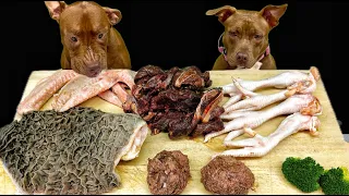 Pitbull Raw Feeding ASMR | Best Dog Eating Sounds