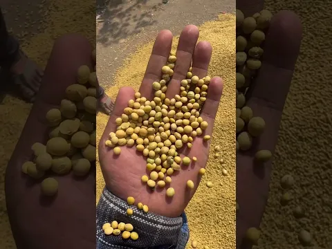 सोयाबीन 🔥🔥
