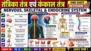 तंत्रिका तंत्र, कंकाल तंत्र एवं अंतःस्रावी ग्रंथियाँ 🔥 | Nervous, Skeletal & Endocrine || #shorts