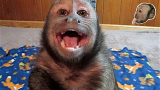 Capuchin Monkey Bedtime Crybaby CUTE