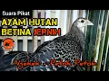 Download Lagu SUARA AYAM HUTAN HIJAU BETINA || Satu jam Petok Petok, Buktikan sendiri.‼️