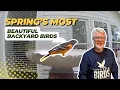 Beautiful Spring Birds at Feeders Bird Baths with Attraction Tips