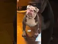 Download Lagu does my dog hate me #viral #dog