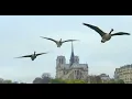 Wild Paris: Nature’s return to the City of Light