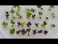 Fast Plant Introduction to Genetic Variants