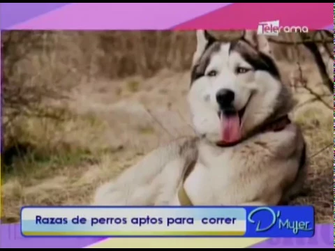 Razas de perros aptos para correr