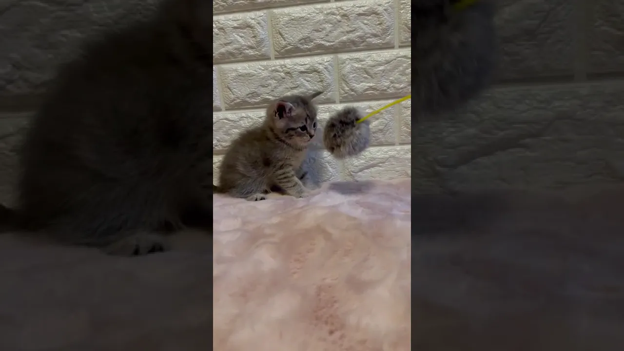 動画
