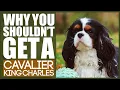 Why You SHOULD NOT TO GET A CAVALIER KING CHARLES SPANIEL