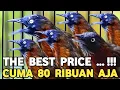 Download Lagu OBRAL MURAH BURUNG MEWAH CUMA 80 RIBUAN SUDAH DAPET BURUNG MASTERAN DI PASAR BURUNG PRAMUKA