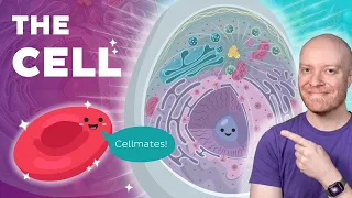 Everything You Need To Learn About Eukaryotic Cells