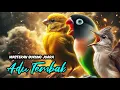 Download Lagu Kenari vs Lovebird Ciblek Ngebren Adu Gacor Mantap Buat Masteran dan Pancingan  @masterburungkicau