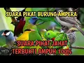 Download Lagu SUARA PIKAT BURUNG SEMAK BELUKAR ‼️ SUARA BURUNG RIBUT ASLI ALAM LIAR SUARA JERNIH