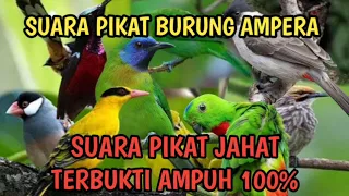 suara pikat burung semak belukar suara burung ribut asli alam liar suara jernih