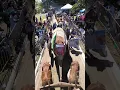 Download Lagu Desfile dos Carros de Bois em Trindade na Romaria 2025 - Trindade Goiás